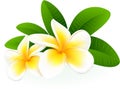 Frangipani. Royalty Free Stock Photo