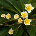 Frangipani