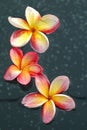 Frangipani Royalty Free Stock Photo