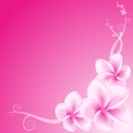 Pink Frangipani Flowers Royalty Free Stock Photo
