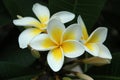 Frangipani