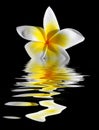 Frangipani Royalty Free Stock Photo