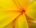Close up of center of yellow frangipani blossom.
