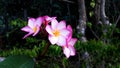 FRANGIPANI ARALIYA FLOWER purple