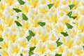 Frangipani background Royalty Free Stock Photo