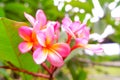 Frangipani, A Beautiful Flower With A Million Meanings
