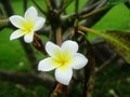 Frangipani Royalty Free Stock Photo