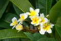 Frangipani