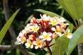 Frangipani - Belize Royalty Free Stock Photo