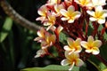 Frangipani - Belize