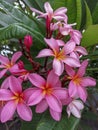 Frangipani on blooming on the stem Royalty Free Stock Photo