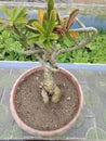 Frangipani bonsai trees have not yet flowered Royalty Free Stock Photo