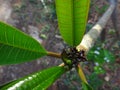 Frangipani - budding