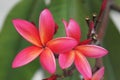 Frangipani closeup