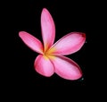 Frangipani, Dok Champa in morning sunrise Royalty Free Stock Photo