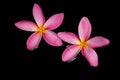 Frangipani, Dok Champa in morning sunrise Royalty Free Stock Photo