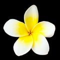 Frangipani flower Royalty Free Stock Photo