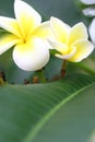 Frangipani flower