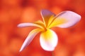 Frangipani Flower Royalty Free Stock Photo