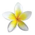 Frangipani flower Royalty Free Stock Photo