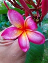 frangipani flower ant hand Royalty Free Stock Photo