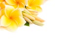 Frangipani flower arranged together