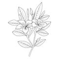 Frangipani flower art, vector illustration of a font view frangipani flower, plumera flowe illustration, frangipani flower clipart