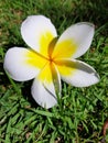 Frangipani Flower, Balinese Bunga Jepun