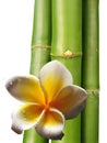 Frangipani flower and bamboo