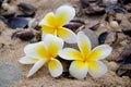 Frangipani flower on the beach Royalty Free Stock Photo