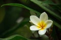 Frangipani flower blooming on a branch