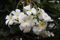 Frangipani flower blooming on green leaves branches hanging on tree in the garden.