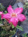 a frangipani flower that blooms very pretty in the morning wet with morning dew