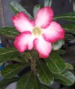 frangipani flower blossom very beauty
