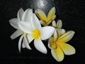 frangipani flower, exotic and captivating