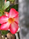 frangipani flower with eye level view