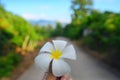 Frangipani flower