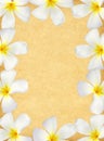 Frangipani flower frame on old paper Royalty Free Stock Photo