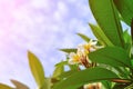 Frangipani flower