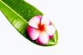 Frangipani flower on green leaf Royalty Free Stock Photo