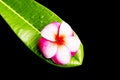 Frangipani flower on green leaf Royalty Free Stock Photo