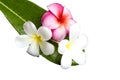 Frangipani flower on green leaf Royalty Free Stock Photo