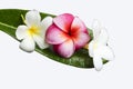 Frangipani flower on green leaf Royalty Free Stock Photo