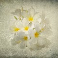 Frangipani flower in the grunge paper Royalty Free Stock Photo