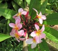 Frangipani flower-head with leaves