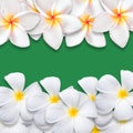 Frangipani flower isolated on green backgound