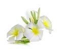 Frangipani flower isolated on white background