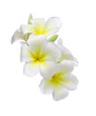 Frangipani flower isolated on white background