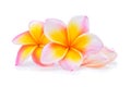 Frangipani flower isolated white background Royalty Free Stock Photo