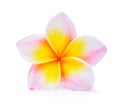 Frangipani flower isolated white background Royalty Free Stock Photo